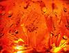 fun, joy, celebration, celebration, halloween, - halloween, free stock photos, public domain images, stock free images, download for free 