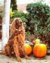 pumpkin, holiday, head, smile, vegetables, fun, - halloween, holiday, free images, public domain images, free stock images, download images, free pictures