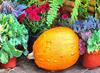  pumpkin, muzzle, carved, celebration, joy, carnival, smile, face, Halloween,  - halloween, free image, free picture, stock free images, public domain images, download free photos, free stock photos 