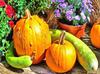 сelebration, pumpkin, holiday, lots of pumpkins, garden, spooky, halloween -  stock free photos, public domain images, download free images, free stock images, public domain 