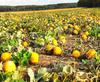 pumpkin, head, vegetable, flame, holiday, candle, celebration,  - halloween, free photos, freeimages, free stock images, public domain images, download free images, stock free images 