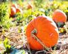 pumpkin, holiday, head, smile, vegetables, fun, - halloween, holiday, free images, public domain images, free stock images, download images, free pictures