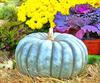 pumpkin, holiday, head, smile, vegetables, fun, - halloween, holiday, free images, public domain images, free stock images, download images, free pictures