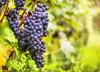 grape, grapes, large grapes, harvest, blue grapes,