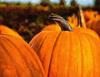 vegetables, harvest, pumpkin, thanksgiving, holiday, 