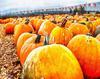 vegetables, harvest, pumpkin, thanksgiving, holiday, 