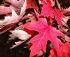 leaf, maple leaf, autumn, red leaf,