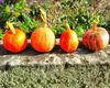  pumpkin, muzzle, carved, celebration, joy, carnival, smile, face, Halloween,  - halloween, free image, free picture, stock free images, public domain images, download free photos, free stock photos 