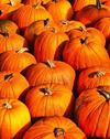 vegetables, harvest, pumpkin, thanksgiving, holiday, 