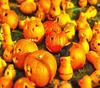 pumpkin, vegetable, celebration, Pumpkin  - halloween, free photos, free images, free stock photos, public domain images, stock free images, download free images  