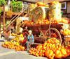 many pumpkins, pumpkin festival, fair, pumpkin