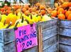 thanksgiving pumpkins,  ripe, crop, pumpkins,  pumpkin, yield, vegetables, holiday,  - thanksgiving, stock free image, public domain photos, free stock photo, download public domain images. 