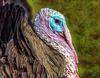 thanksgiving, turkey, live turkey, bird, holiday, Thanksgiving Day,  