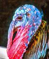 thanksgiving, turkey, live turkey, bird, holiday, Thanksgiving Day,  