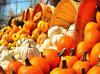 pumpkin, thanksgiving, vegetables, harvest, holiday, 