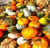 pumpkin, thanksgiving, vegetables, harvest, holiday, 