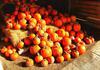 pumpkin, trade, tray, stall, holiday, lots of pumpkins, garden, spooky, halloween -  stock free photos, public domain images, download free images, free stock images, public domain