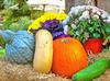 pumpkin, holiday, head, smile, vegetables, fun, - halloween, holiday, free images, public domain images, free stock images, download images, free pictures