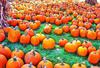 halloween, horror, skary, all Saints Day, celebration, Pumpkin  - halloween, free photos, free images, free stock photos, public domain images, stock free images, download free images  