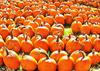 halloween, horror, skary, all Saints Day, celebration, Pumpkin  - halloween, free photos, free images, free stock photos, public domain images, stock free images, download free images  