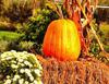 carved pumpkin, head, vegetable, flame, holiday, event, candle, celebration, Pumpkin  - halloween, free photos, free images, free stock photos, public domain images, stock free images