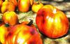 сelebration, pumpkin, holiday, lots of pumpkins, garden, spooky, halloween -  stock free photos, public domain images, download free images, free stock images, public domain 