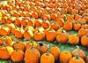 сelebration, pumpkin, holiday, lots of pumpkins, garden, spooky, halloween -  stock free photos, public domain images, download free images, free stock images, public domain 