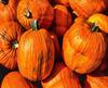 сelebration, pumpkin, holiday, lots of pumpkins, garden, spooky, halloween -  stock free photos, public domain images, download free images, free stock images, public domain 