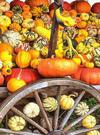 pumpkin, holiday, lots of pumpkins, garden, spooky, trick or treet, halloween -  stock free photos, public domain images, download free images, free stock images, public domain 