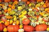 pumpkin, holiday, lots of pumpkins, garden, spooky, trick or treet, halloween -  stock free photos, public domain images, download free images, free stock images, public domain 