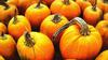 pumpkin, holiday, lots of pumpkins, garden, spooky, trick or treet, halloween -  stock free photos, public domain images, download free images, free stock images, public domain 