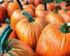 pumpkin, holiday, lots of pumpkins, garden, spooky, trick or treet, halloween -  stock free photos, public domain images, download free images, free stock images, public domain 