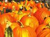 pumpkin, holiday, lots of pumpkins, garden, spooky, trick or treet, halloween -  stock free photos, public domain images, download free images, free stock images, public domain 