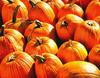 pumpkin, holiday, lots of pumpkins, garden, spooky, trick or treet, halloween -  stock free photos, public domain images, download free images, free stock images, public domain 