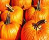 pumpkin, holiday, lots of pumpkins, garden, spooky, trick or treet, halloween -  stock free photos, public domain images, download free images, free stock images, public domain 