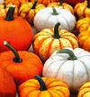 pumpkin, holiday, lots of pumpkins, garden, spooky, trick or treet, halloween -  stock free photos, public domain images, download free images, free stock images, public domain 