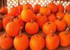 pumpkins, lots of pumpkins, lots of pumpkins, holiday, halloween - halloween free image, free images, public domain images, stock free images, download image for free, halloween stock free images