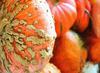 pumpkins, lots of pumpkins, lots of pumpkins, holiday, halloween - halloween free image, free images, public domain images, stock free images, download image for free, halloween stock free images