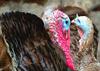 thanksgiving, turkey, live turkey, bird, holiday, Thanksgiving Day,  