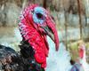 thanksgiving, turkey, live turkey, bird, holiday, Thanksgiving Day,  