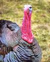 thanksgiving, turkey, live turkey, bird, holiday, Thanksgiving Day,  