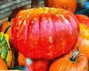 pumpkin, wheelbarrow, cart, trade, tray, stall, holiday, lots of pumpkins, garden, spooky, halloween -  stock free photos, public domain images, download free images, free stock images, public domain