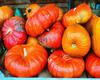 pumpkin, wheelbarrow, cart, trade, tray, stall, holiday, lots of pumpkins, garden, spooky, halloween -  stock free photos, public domain images, download free images, free stock images, public domain