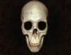 skull, head, bones, horror, halloween - halloween free image, free images, public domain images, stock free images, download image for free, halloween stock free images!