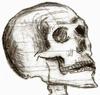  skull, head, bones, horror, skeleton, fear, smile, halloween - halloween free image, free images, public domain images, stock free images, download image for free, halloween stock free images!