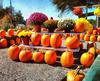 pumpkin, holiday, head, smile, vegetables, fun, - halloween, holiday, free images, public domain images, free stock images, download images, free pictures