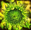 Sunflower, flower, Sunflower image, beautiful flower, Sunflower free image, stock free image, public domain image, royalty free image, free image!