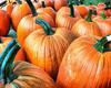 vegetables, harvest, pumpkin, thanksgiving, holiday, 