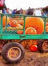 pumpkin, vegetable, celebration, Pumpkin  - halloween, free photos, free images, free stock photos, public domain images, stock free images, download free images  