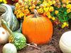  pumpkin, muzzle, carved, celebration, joy, carnival, smile, face, Halloween,  - halloween, free image, free picture, stock free images, public domain images, download free photos, free stock photos 